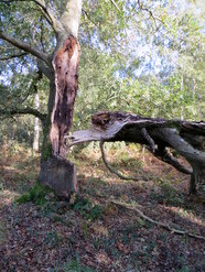 Oct 2013: 17B storm damage